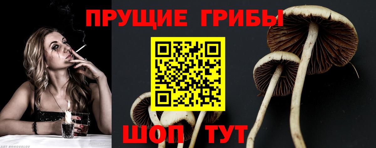 Галлюциногенные грибы Psilocybine cubensis Петрозаводск